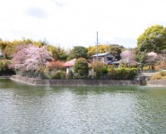 kitano sakura wakayama city