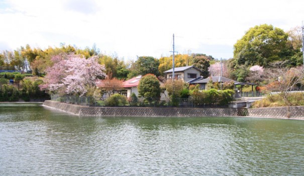 kitano sakura wakayama city