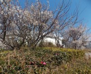 ume-tanabe