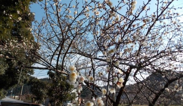 ume1-tanabe