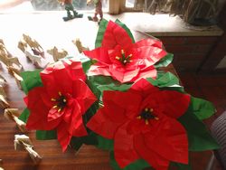 poinsetia-tanabe